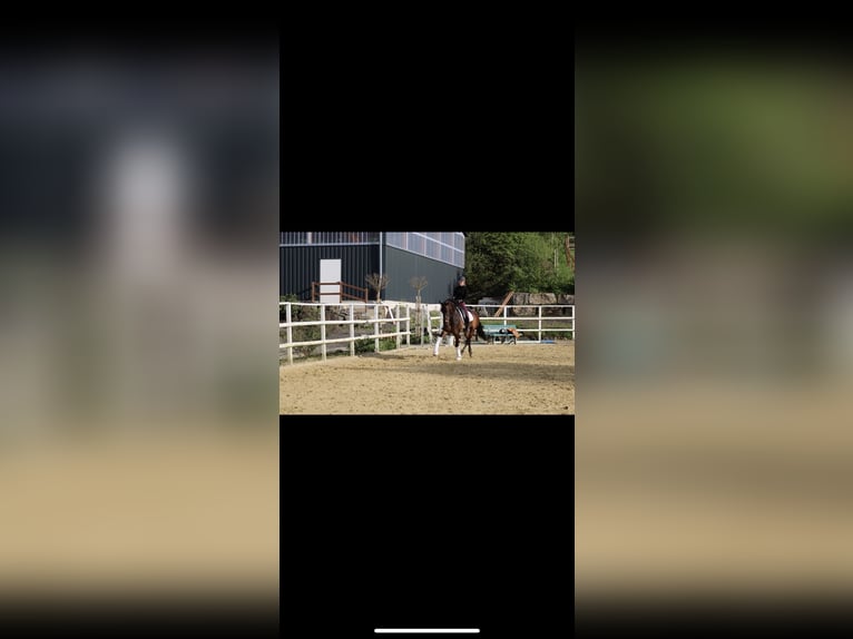 PRE Mix Ruin 11 Jaar 168 cm Bruin in Sundern