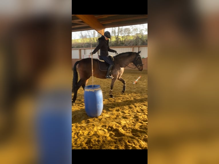 PRE Mix Ruin 11 Jaar 168 cm Bruin in Sundern