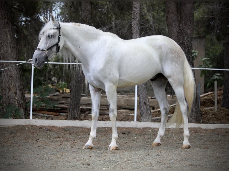 PRE Mix Ruin 11 Jaar 168 cm Schimmel in Valencia