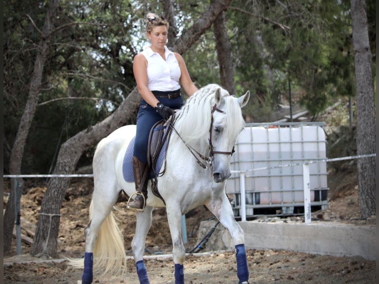 PRE Mix Ruin 11 Jaar 168 cm Schimmel in Valencia