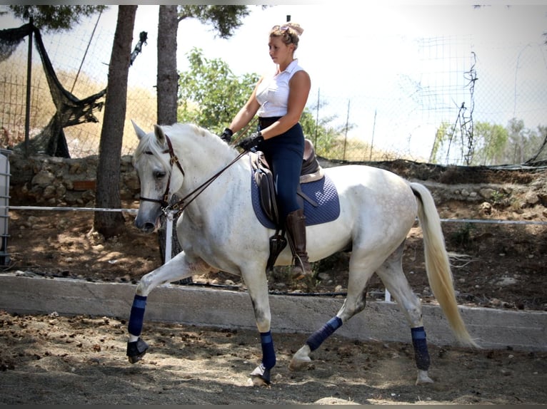 PRE Mix Ruin 11 Jaar 168 cm Schimmel in Valencia