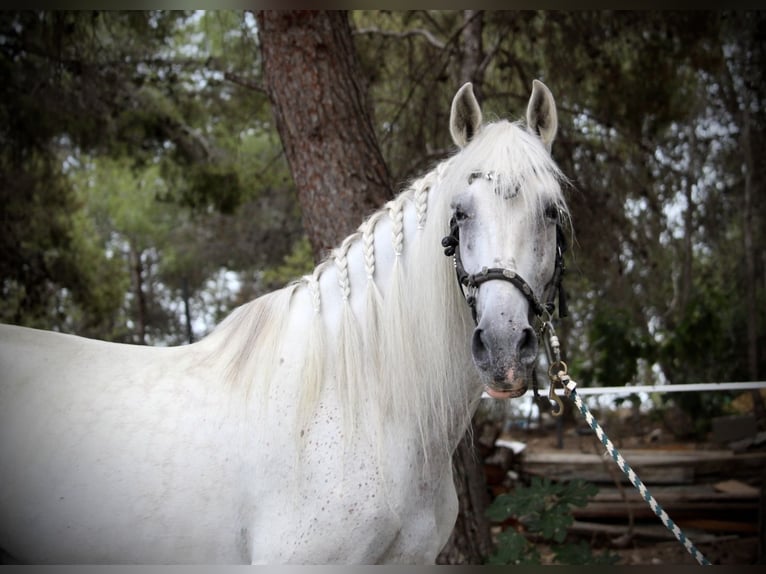PRE Mix Ruin 11 Jaar 168 cm Schimmel in Valencia