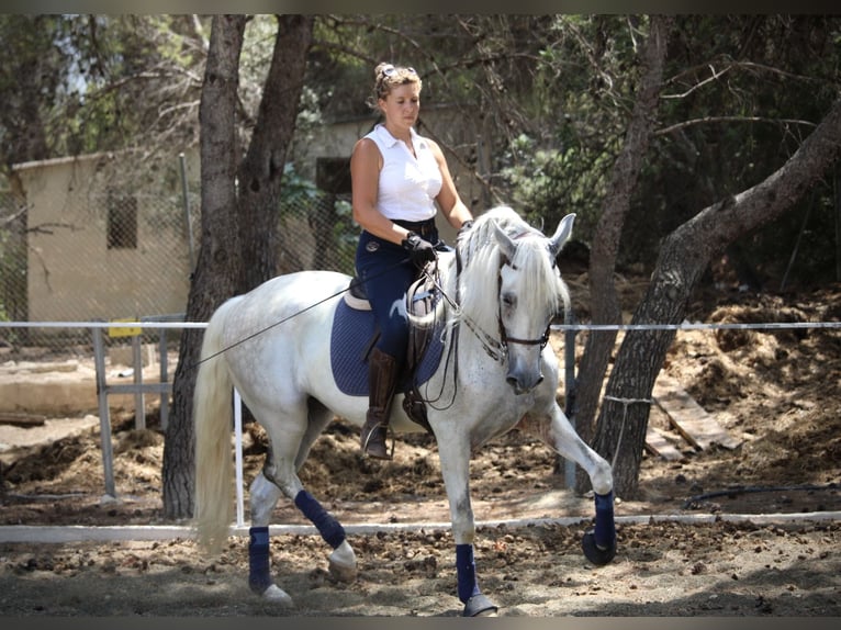 PRE Mix Ruin 11 Jaar 168 cm Schimmel in Valencia