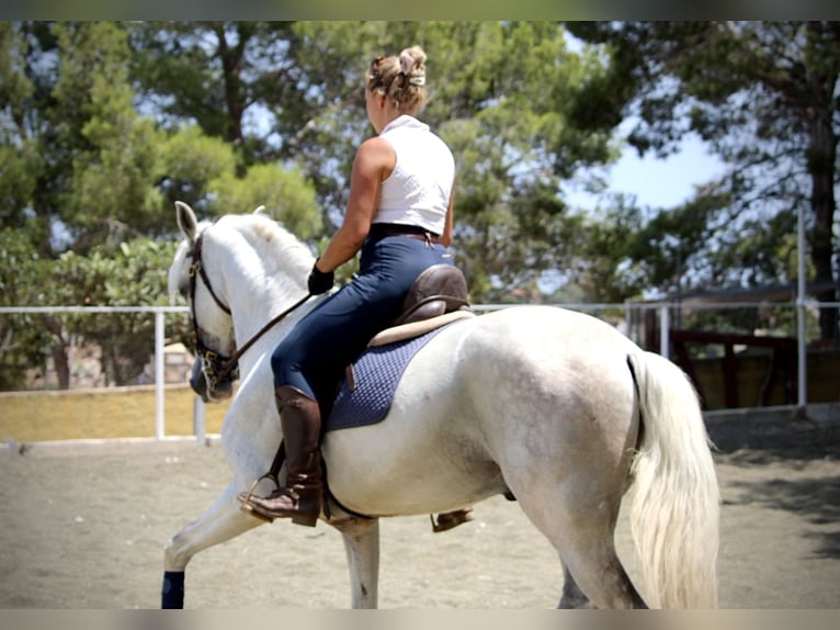 PRE Mix Ruin 11 Jaar 168 cm Schimmel in Valencia
