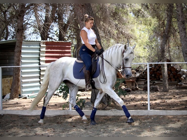 PRE Mix Ruin 11 Jaar 168 cm Schimmel in Valencia