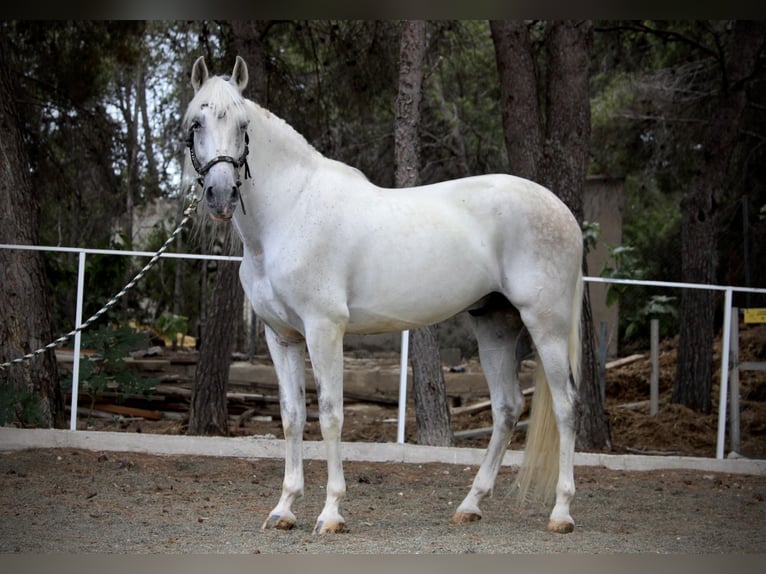 PRE Mix Ruin 11 Jaar 168 cm Schimmel in Valencia