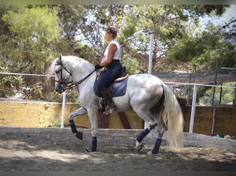 PRE Mix Ruin 11 Jaar 168 cm Schimmel in Valencia