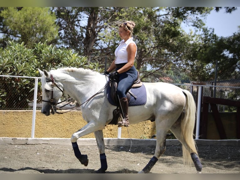 PRE Mix Ruin 11 Jaar 168 cm Schimmel in Valencia