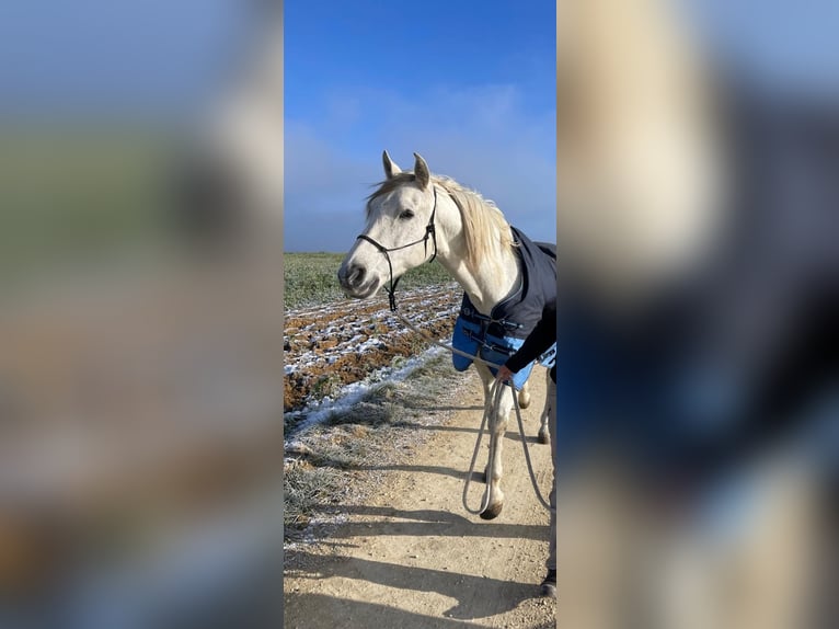 PRE Ruin 11 Jaar 168 cm Schimmel in Lonsee