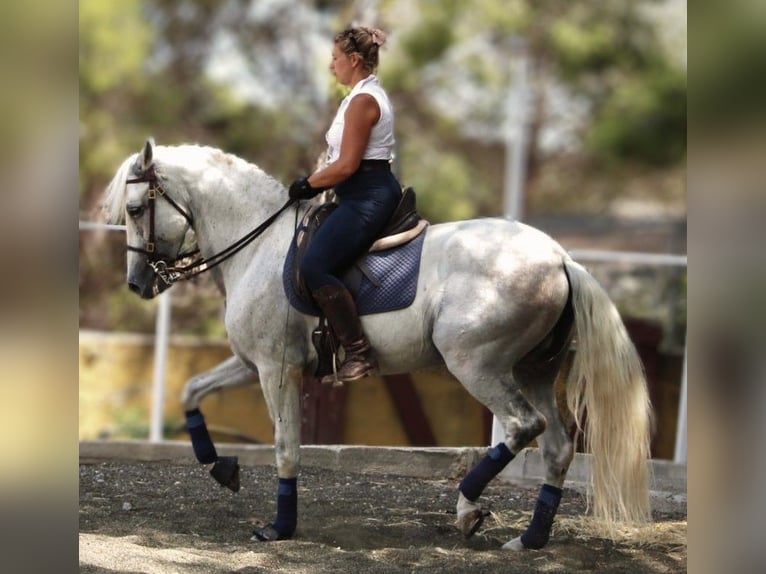 PRE Mix Ruin 11 Jaar 168 cm Schimmel in Valencia