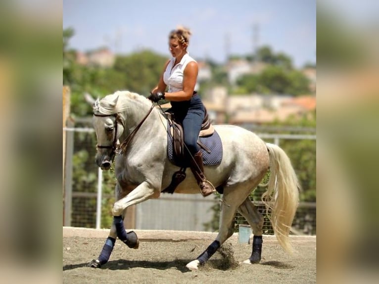 PRE Mix Ruin 11 Jaar 168 cm Schimmel in Valencia