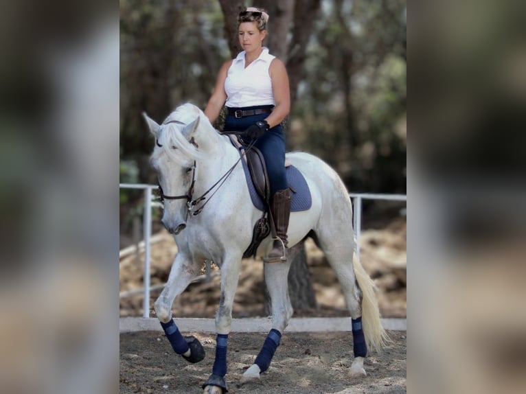 PRE Mix Ruin 11 Jaar 168 cm Schimmel in Valencia