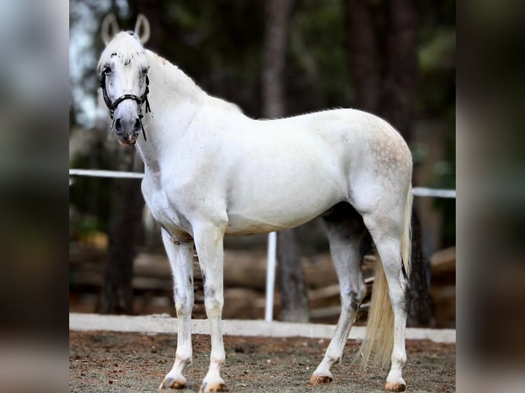 PRE Mix Ruin 11 Jaar 168 cm Schimmel in Valencia