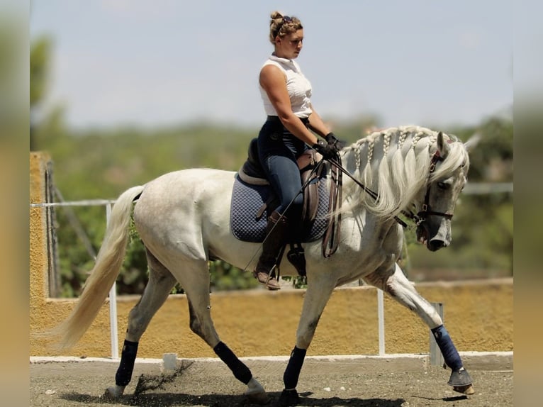 PRE Mix Ruin 11 Jaar 168 cm Schimmel in Valencia