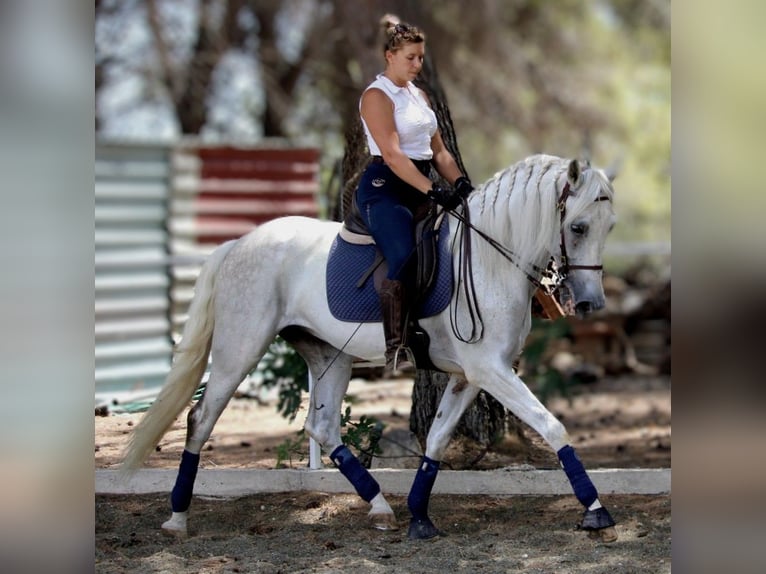PRE Mix Ruin 11 Jaar 168 cm Schimmel in Valencia