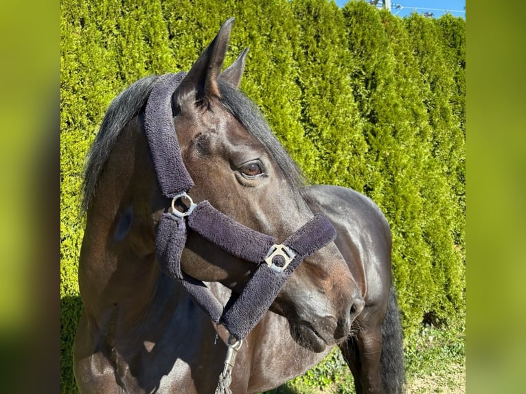 PRE Mix Ruin 11 Jaar 170 cm Donkerbruin in Kempten