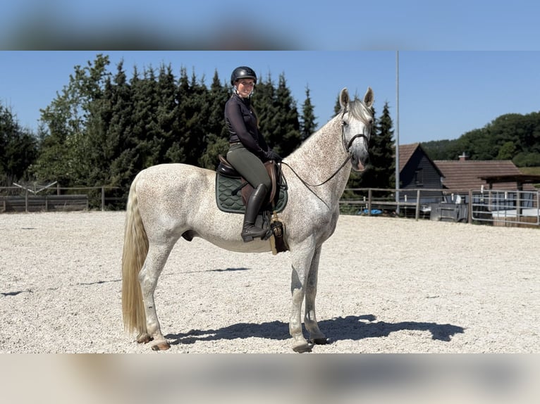 PRE Mix Ruin 11 Jaar 172 cm Schimmel in Renthendorf