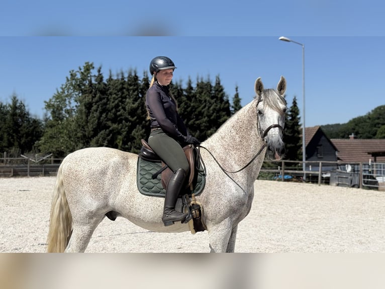PRE Mix Ruin 11 Jaar 172 cm Schimmel in Renthendorf