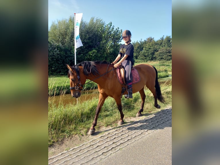 PRE Ruin 12 Jaar 155 cm Bruin in Callantsoog