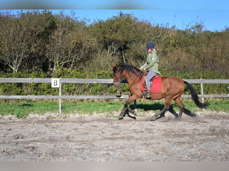 PRE Ruin 12 Jaar 155 cm Bruin in Callantsoog