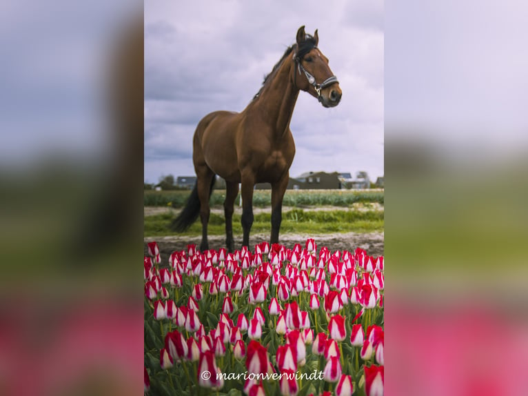 PRE Ruin 12 Jaar 155 cm Bruin in Callantsoog