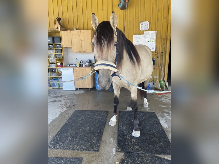 PRE Ruin 12 Jaar 155 cm Falbe in Buchs ZH