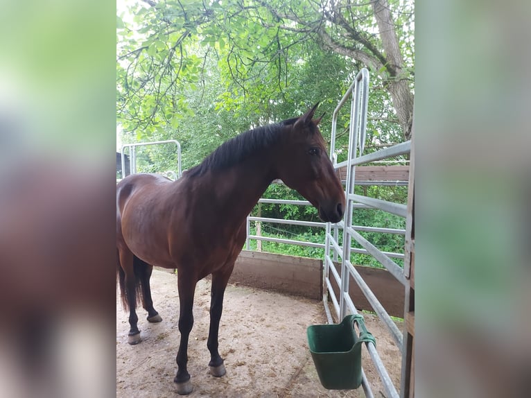 PRE Mix Ruin 12 Jaar 160 cm Bruin in Sommerkahl