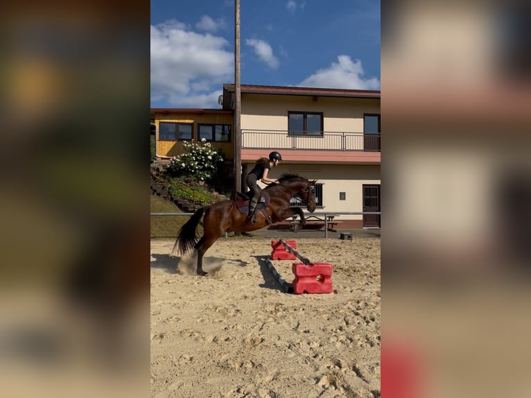 PRE Mix Ruin 12 Jaar 160 cm Bruin in Sommerkahl