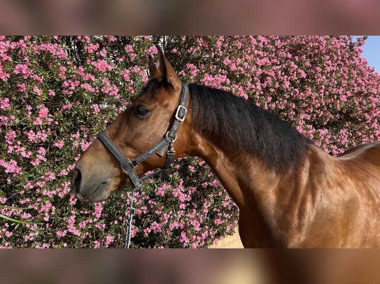 PRE Ruin 12 Jaar 162 cm Bruin in Alboraya