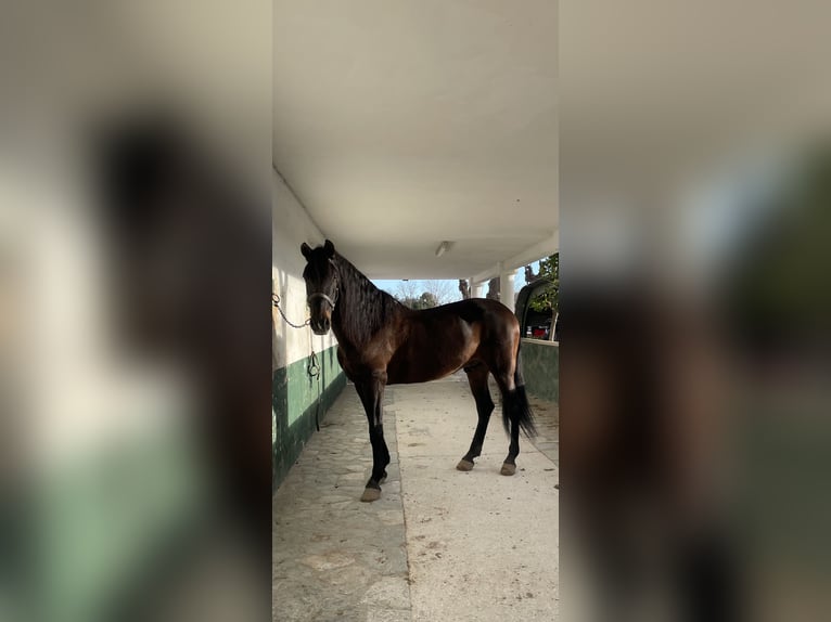 PRE Mix Ruin 12 Jaar 162 cm Donkerbruin in Salinas