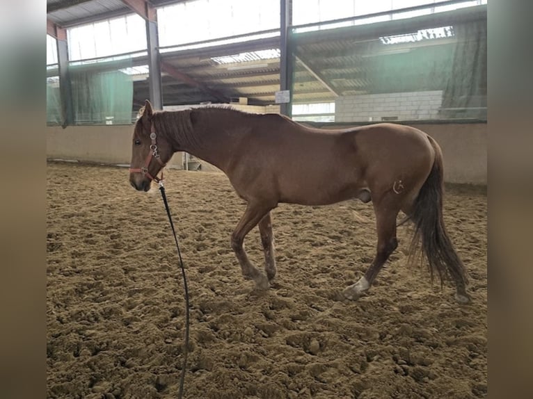 PRE Mix Ruin 12 Jaar 163 cm Vos in Hennef