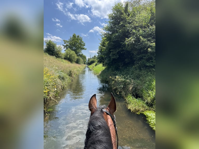 PRE Mix Ruin 12 Jaar 165 cm Roodbruin in Aubais