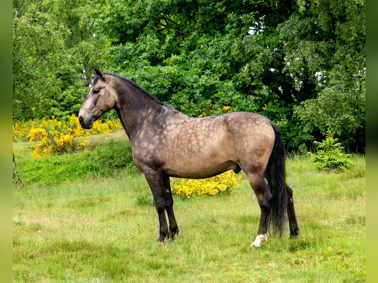 PRE Ruin 12 Jaar 166 cm Bruin in Wilnsdorf