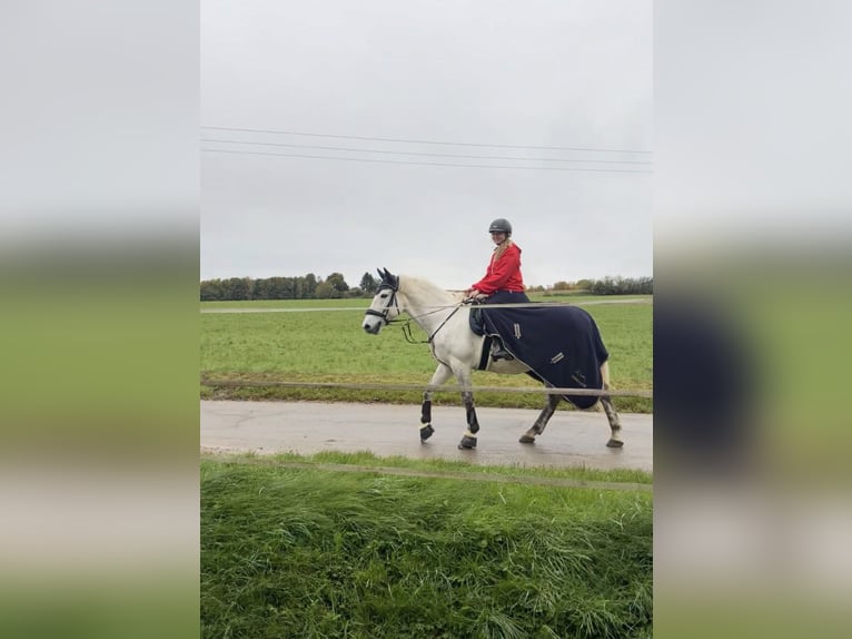 PRE Mix Ruin 13 Jaar 152 cm Appelschimmel in Schwendi