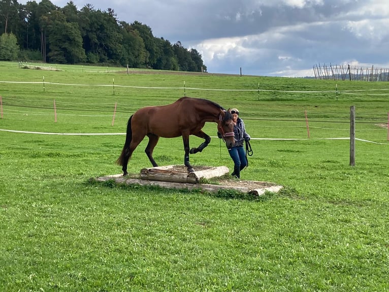 PRE Ruin 13 Jaar 155 cm Bruin in Valley