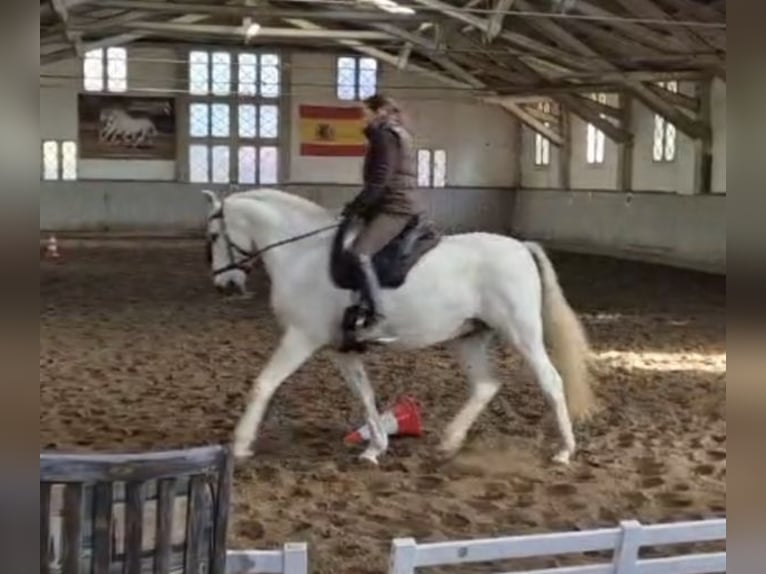 PRE Mix Ruin 13 Jaar 160 cm Schimmel in Stipsdorf