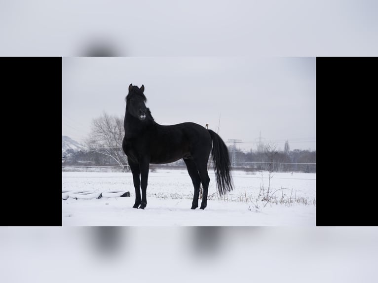 PRE Ruin 13 Jaar 160 cm Zwart in Klipphausen