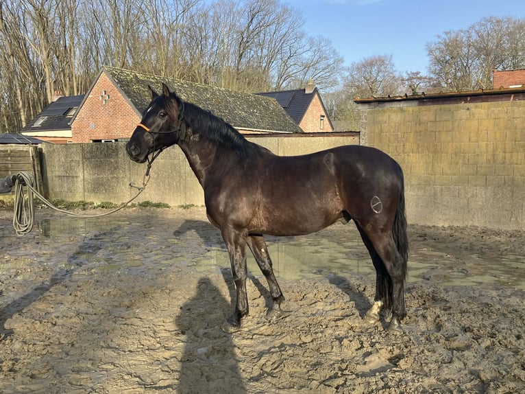 PRE Mix Ruin 13 Jaar 164 cm Zwart in Herenthout