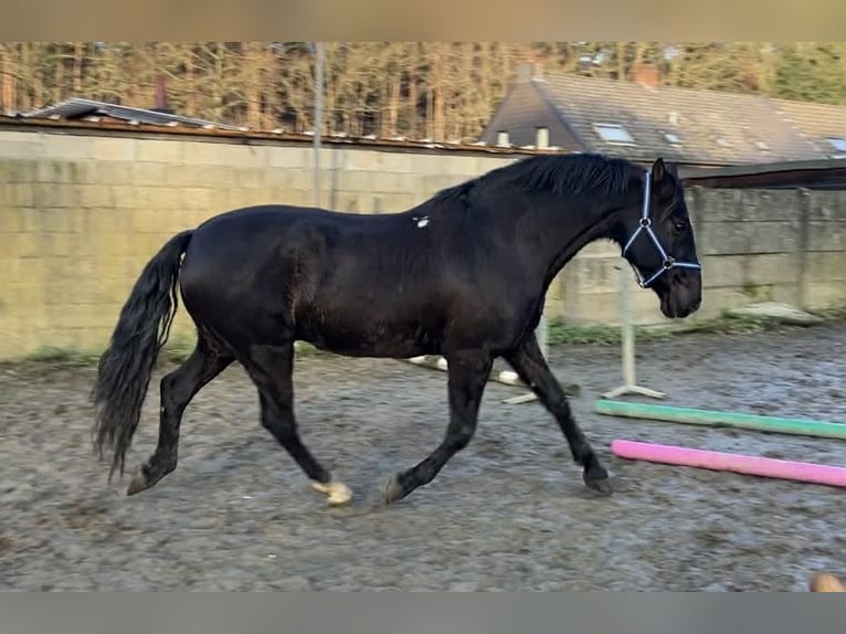 PRE Mix Ruin 13 Jaar 164 cm Zwart in Herenthout