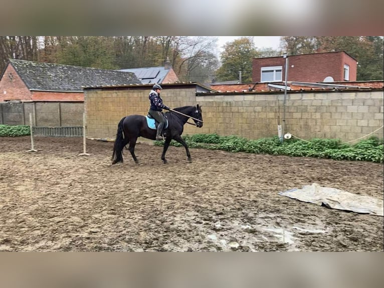 PRE Mix Ruin 13 Jaar 164 cm Zwart in Herenthout