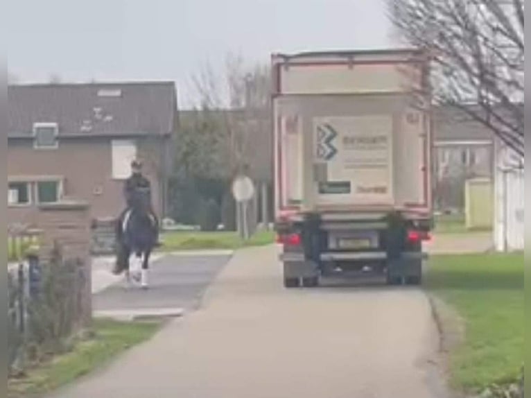 PRE Mix Ruin 13 Jaar 164 cm Zwart in Herenthout