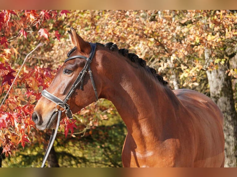 PRE Ruin 13 Jaar 165 cm Bruin in Les Echelles