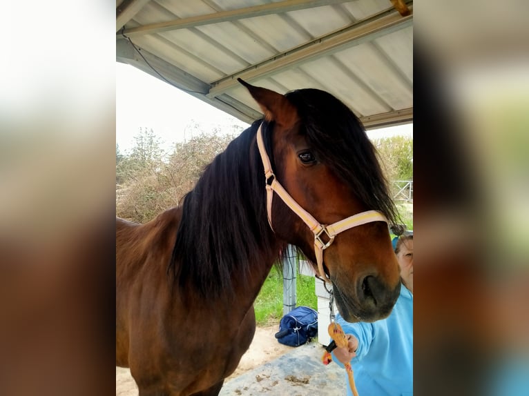 PRE Mix Ruin 13 Jaar 165 cm Donkerbruin in Rougiers