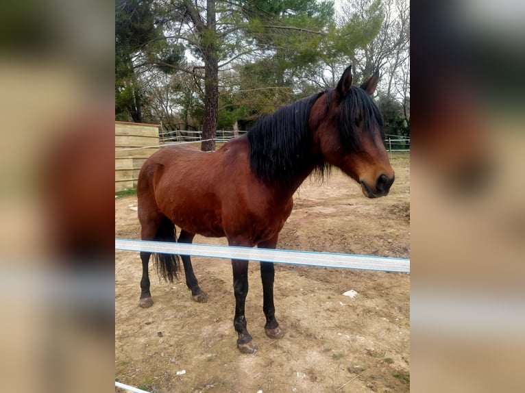 PRE Mix Ruin 13 Jaar 165 cm Donkerbruin in Rougiers