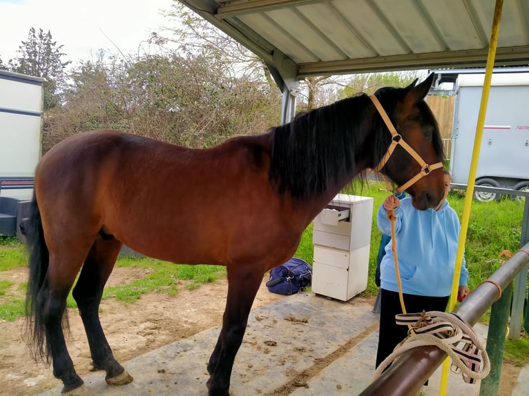 PRE Mix Ruin 13 Jaar 165 cm Donkerbruin in Rougiers