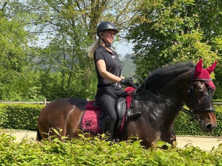 PRE Ruin 13 Jaar 168 cm Bruin in Königswinter
