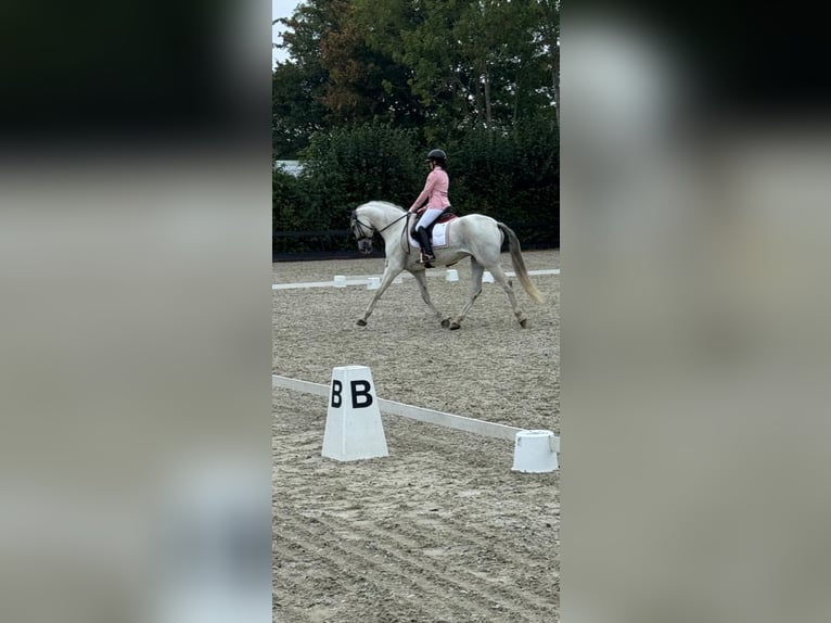 PRE Ruin 13 Jaar 171 cm Wit in Leerbroek