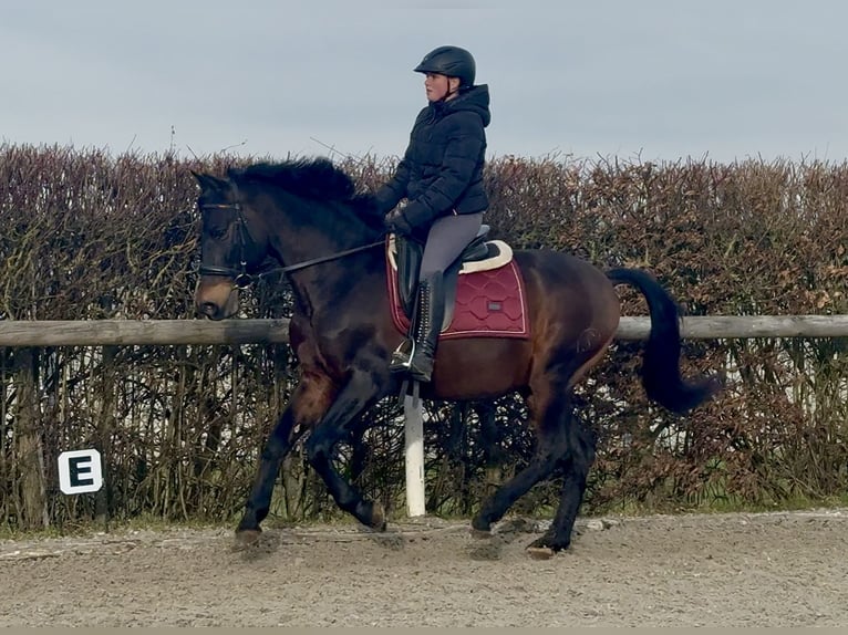 PRE Mix Ruin 14 Jaar 155 cm Bruin in Neustadt (Wied)