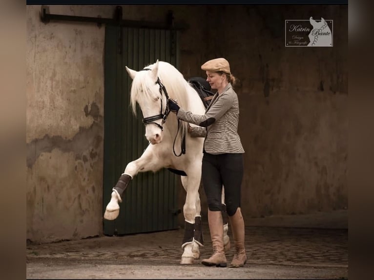PRE Ruin 14 Jaar 156 cm Cremello in Bad Salzuflen