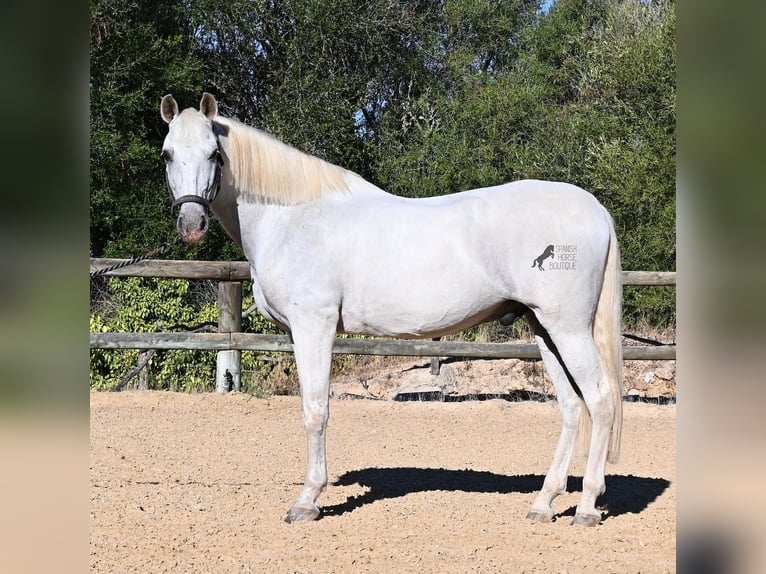 PRE Mix Ruin 14 Jaar 156 cm Schimmel in Menorca